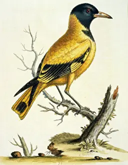 Stump Prints: Black- Headed Oriole of the Indies by George Edwards