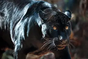 Carnivorous Prints: Black Jaguar