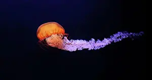 Oceans Prints: Black Jellyfish or Black Sea Nettle (chrysaora achlyos)