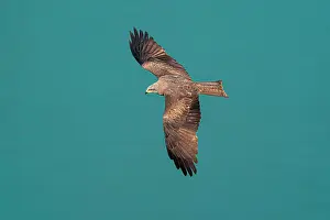 Chordate Prints: Black Kite (Milvus migrans) in flight, Canton of Geneva, Switzerland
