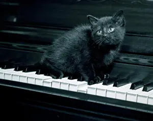 Piano Prints: Black kitten resting on piano