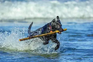 Biomass Prints: Black Labrador Retriever on the Oregon Coast