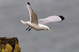 Taking Off Prints: Black-Legged Kittiwake (Rissa tridactyla) taking off from a rock