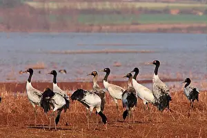 Adult Animal Prints: Black-necked Crane (Grus nigricollis) flock