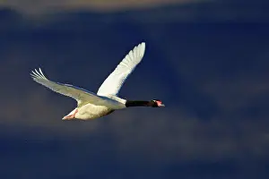 Lonely Prints: Black necked Swan flying Patagonia Argentina