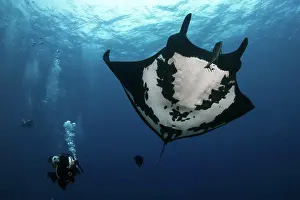 Scuba Diver Prints: Black oceanic giant manta ray (Mobula birostris) and scuba diver in San Benedicto Island