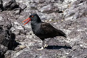 Seabirds Prints: Black oystercatcher (Haematopus bachmani)