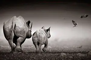 Animal Prints: Black rhino cow with calf