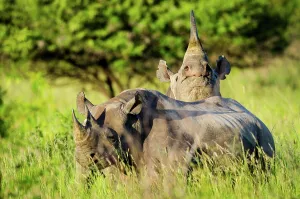 Black rhinoceros (rhino) or hook-lipped rhinoceros (Diceros bicornis)