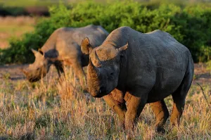Black rhinoceros (rhino) or hook-lipped rhinoceros (Diceros bicornis) Phinda / Munyawana / Zuka Game Reserve