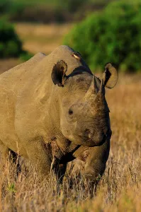 Zulu Kingdom Prints: Black rhinoceros (rhino) or hook-lipped rhinoceros (Diceros bicornis) and Red-billed Oxpecker (Buphagus erythrorhynchus)