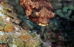 The Natural World Prints: Black-Spotted porcupinefish (Diodon hystrix) underwater