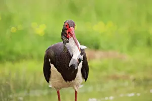 Prey Prints: Black Stork (Ciconia nigra) adult, with fish in beak, Hortobagy N.P. Hungary, April