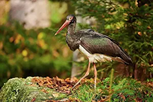 Autumnal Prints: Black stork (Ciconia nigra) walking in a forest in autumn, Bavaria, Germany, Europe