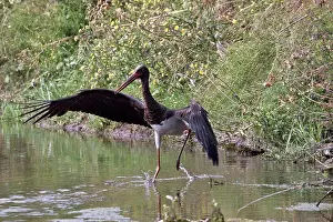 Greece Prints: Black Stork - Lesvos Greece