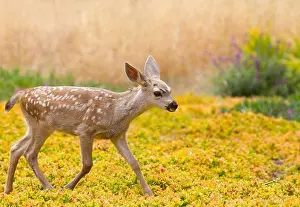 Deer Prints: Black-Tailed deer fawn (Odocoileus hemionus columbianus) walking in a field