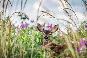 Animal Prints: A Black-tailed deer (Odocoileus hemionus) finds concealment in tall grass at Cape Disappointment State Park; Ilwaco