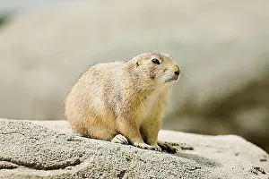Mammalian Prints: Black-tailed prairie dog (Cynomys ludovicianus) sitting on a rock