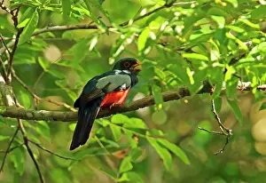 Rainforests Prints: Black-tailed Trogon (Trogon melanurus melanurus) adult male perched on branch panting Cano culebra