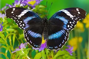 Butterfly Prints: Black-Tipped Diadem Butterfly