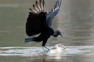 Cuiaba River Prints: Black vulture (Coragyps atratus) standing on a dead bloated Yacare Caiman (Caiman yacare)
