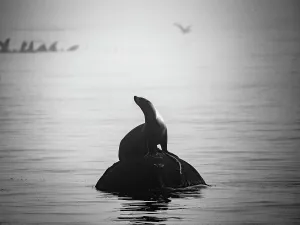 Animal Body Part Prints: Black And White California California Sea Lion (Zalophus Californianus) Strikes A Pose In Montrey Bay Boat Harbor