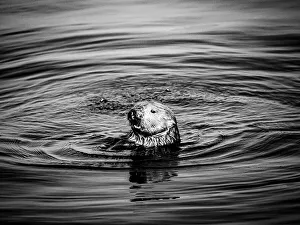 Animal Body Part Prints: Black And White California Curious Southern Sea Otter (Enhydra Lutris)