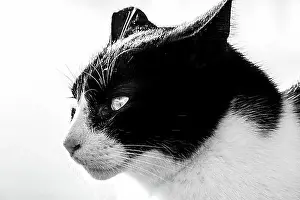 Aegean Prints: Black and white cat, animal portrait, Paros, Cyclades, Aegean Sea, Greece, Europe