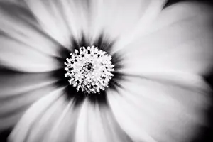 Black Andwhite Prints: Black and white close up of Cosmos flower