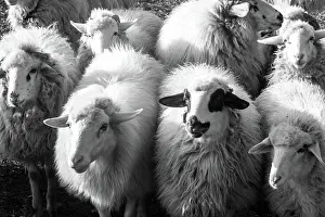 Pasture Prints: From above black and white group of woolly sheep walking on pasture in nature;Flock of sheep in countryside