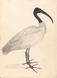 Wove Paper Prints: Black White Indian Bird Pair Watercolor Pen Brown Ink