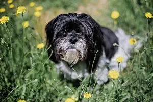 Canine Prints: A Black and White Lhasa Apso Looks from Under Scruffy Long Fur