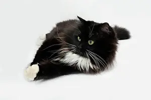 Front Views Prints: Black and White Siberian Domestic Cat, Female against White Background