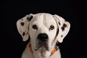 Canine Prints: Black with white spotted dog Sam sits for portrait in studio