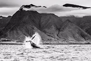 Marine Prints: Black & White, Tail lob, Humpback Whale (Megaptera novaeangliae) lifts its fluke and splashes water