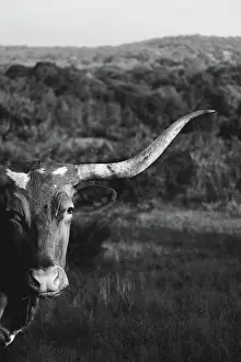 Illustration Prints: Black and white Texas Longhorn portrait with hills and landscape in background of cow