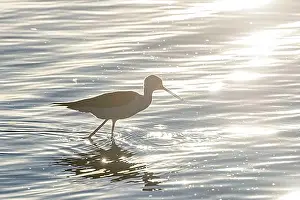 Shorebird Prints: Black Winged Stilt in Water (Himantopus himantopus) Wader Bird Stilt