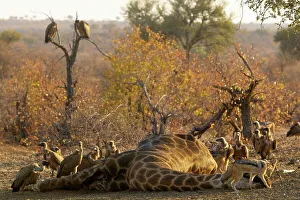 Mopane Prints: Blackbacked Jackal (Canis mesomelas) feeding on a Giraffe (Giraffa camelopardis)
