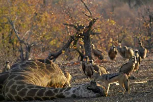 Mopane Prints: Blackbacked Jackal (Canis mesomelas) feeding on a Giraffe (Giraffa camelopardis)