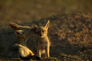 Pups Prints: Blackbacked Jackal (Canis mesomelas) pups at den grooming each other