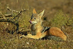 Single Animal Prints: Blackbacked Jackal (Canis mesomelas) in veld licking it's nose