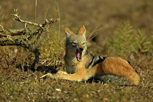Single Animal Prints: Blackbacked Jackal (Canis mesomelas) in veld with a stick stuck in its mouth