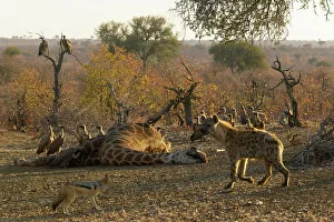 Mopane Prints: Blackbacked Jackal (Canis mesomelas) and Whitebacked Vultures (Gyps africanus)