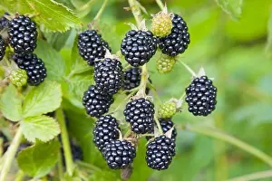 Days Prints: Blackberry fruit growing on branch