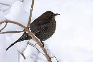 Female Animal Prints: Blackbird (Turdus merula), female