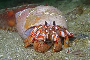 Sound Prints: Blackeyed hermit crab (Pagurus armatus), Sunday Island near Namu, Fitzhugh Sound, BC