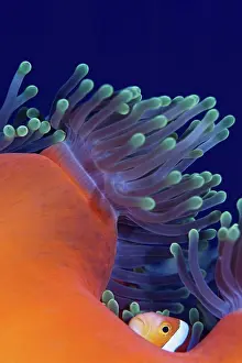 Two Animals Prints: Blackfinned Anemonefish in Anemone