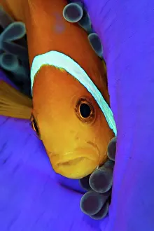 Underwater Prints: Blackfinned Anemonefish in Anemone