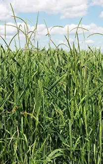 Crop Prints: Blackgrass, Alopecurus myosuroides