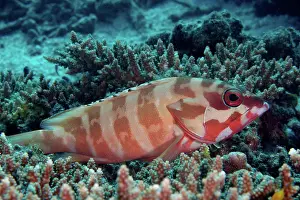 Barrier Prints: Blacktip grouper, Epinephelus fasciatus, Heron Island, Great Barrier Reef, Australia